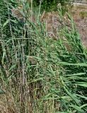 Phragmites australis. Цветущие растения. Португалия, г. Лиссабон, берег реки. 16.06.2026.