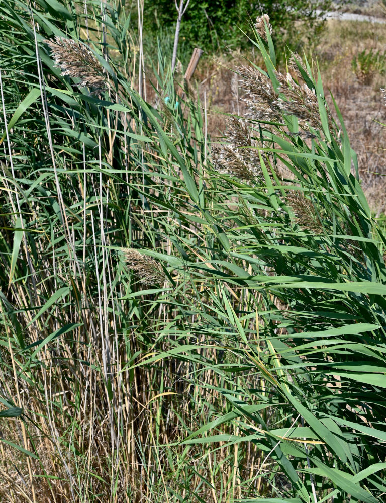 Image of Phragmites australis specimen.