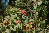 Malus prunifolia. Часть кроны с созревающими плодами. Московская обл., Раменский р-н, окр. дер. Хрипань, садовый участок. 03.08.2026.