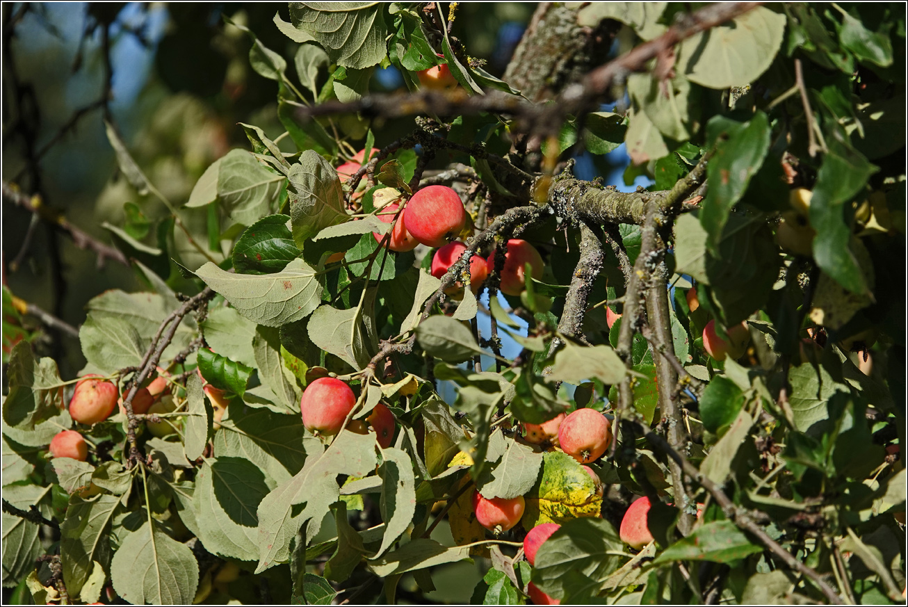 Image of Malus prunifolia specimen.