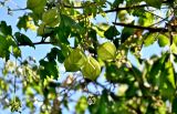 Cardiospermum grandiflorum. Часть побега с цветками и незрелыми плодами. Португалия, о-в Мадейра, г. Фуншал, на заборе. 18.08.2025.