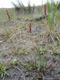 Plantago salsa. Цветущее растение. Иркутская обл., Ольхонский р-н, 15 км к СВ от с. Еланцы, Тажеранская степь, соленое оз. Шадар-Нур, солонец по берегу озера. 09.07.2011.