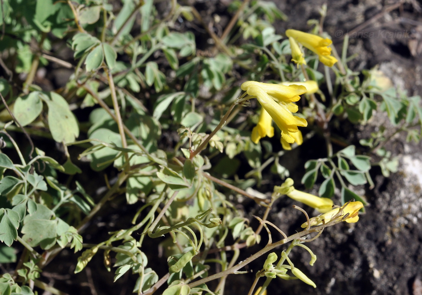 Изображение особи Pseudo-fumaria lutea.