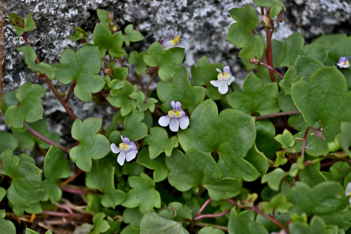 Image of Cymbalaria muralis specimen.