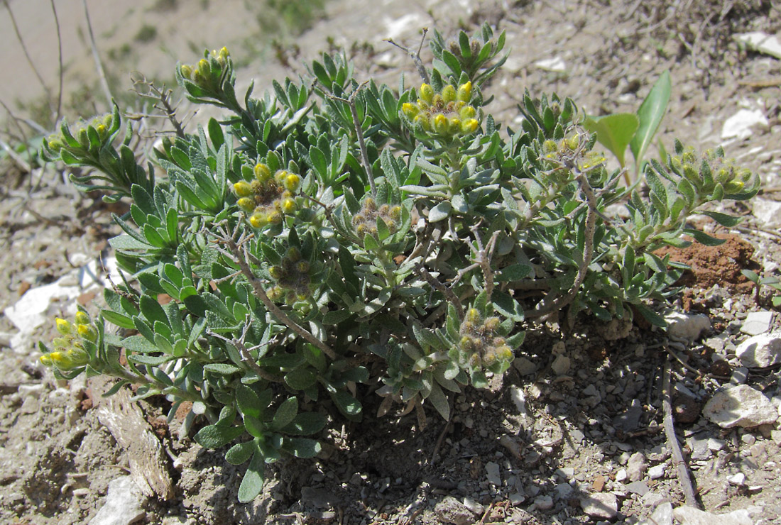 Изображение особи Alyssum lenense.