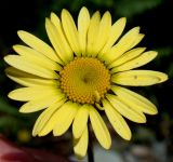 Anthemis tinctoria