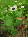 Chamaepericlymenum suecicum. Цветущее растение. Нидерланды, провинция Drenthe, окрестности населённого пункта Zeijen, поляна в смешанном лесу. 6 июня 2010 г.