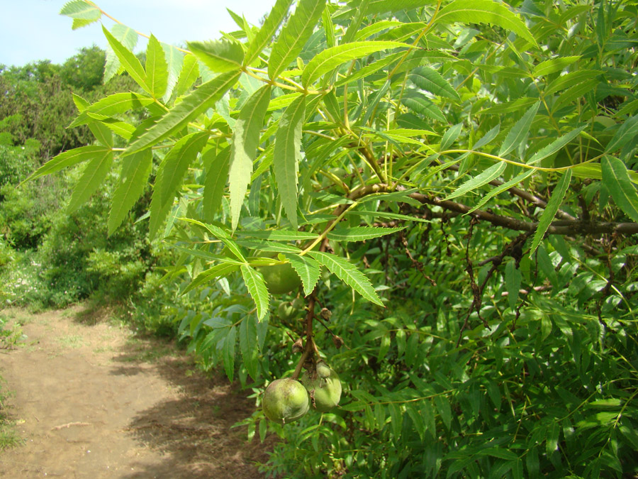 Image of Xanthoceras sorbifolium specimen.