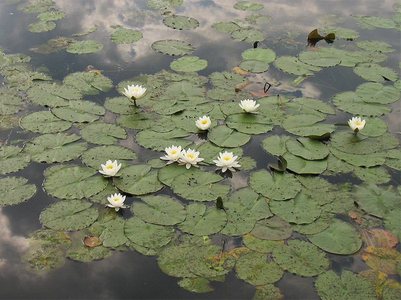 Изображение особи Nymphaea alba.