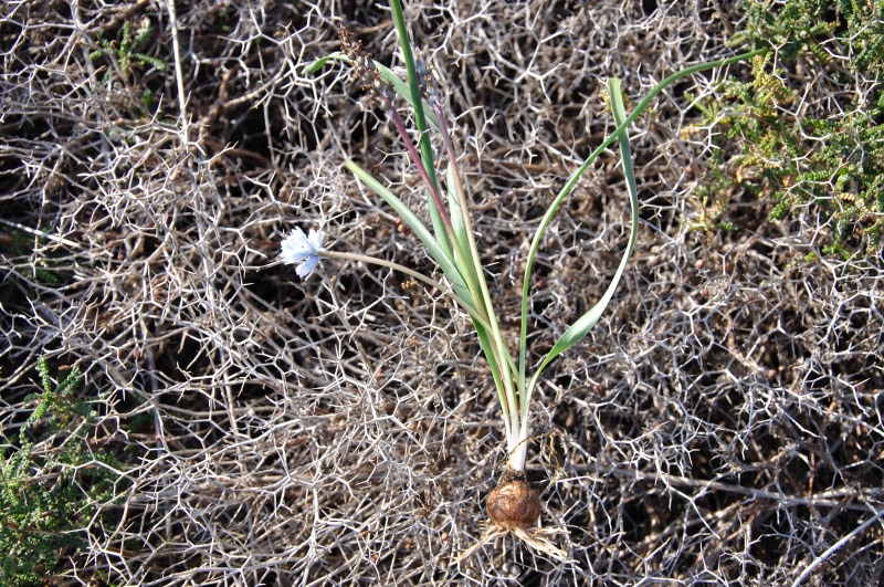 Image of Bellevalia hyacinthoides specimen.