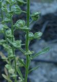 Alyssum alyssoides