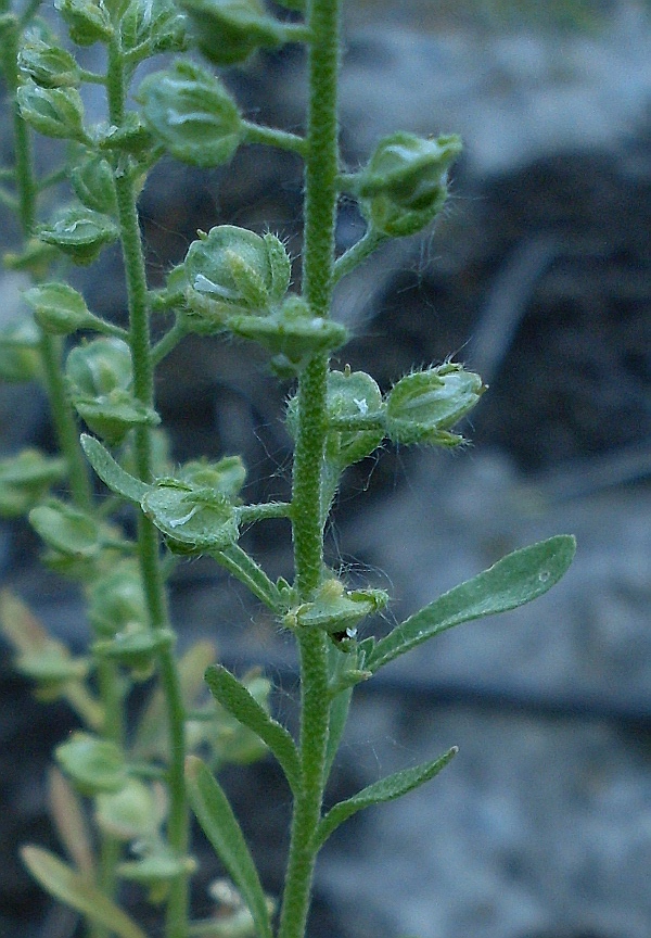 Изображение особи Alyssum alyssoides.