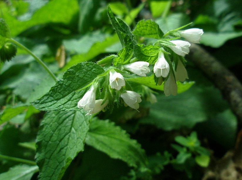 Изображение особи Symphytum tauricum.