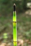 Equisetum hyemale