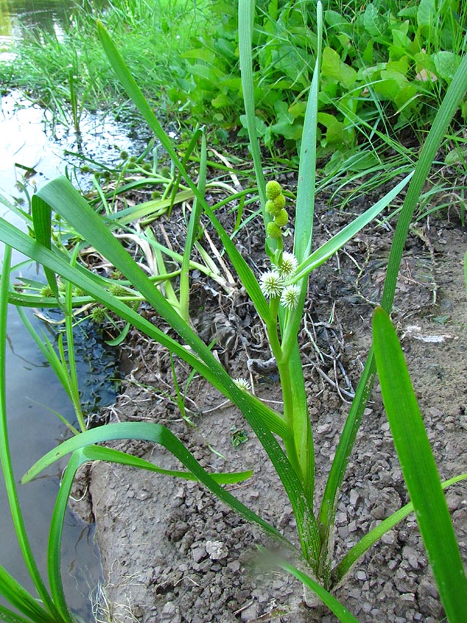 Image of Sparganium emersum specimen.