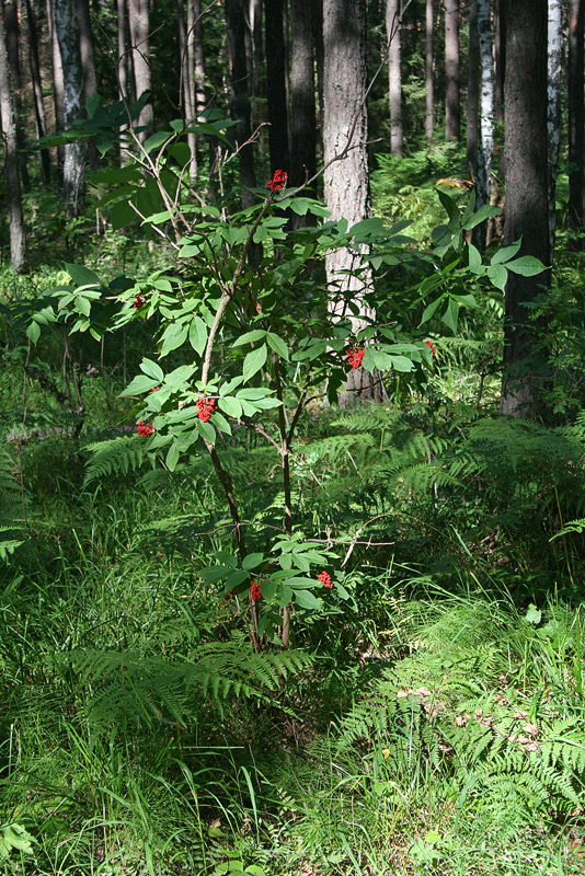 Изображение особи Sambucus racemosa.