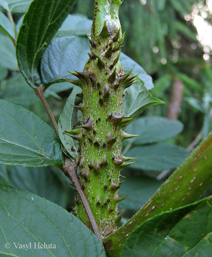 Image of Aralia elata specimen.