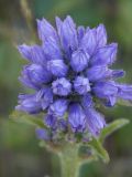 Campanula cervicaria