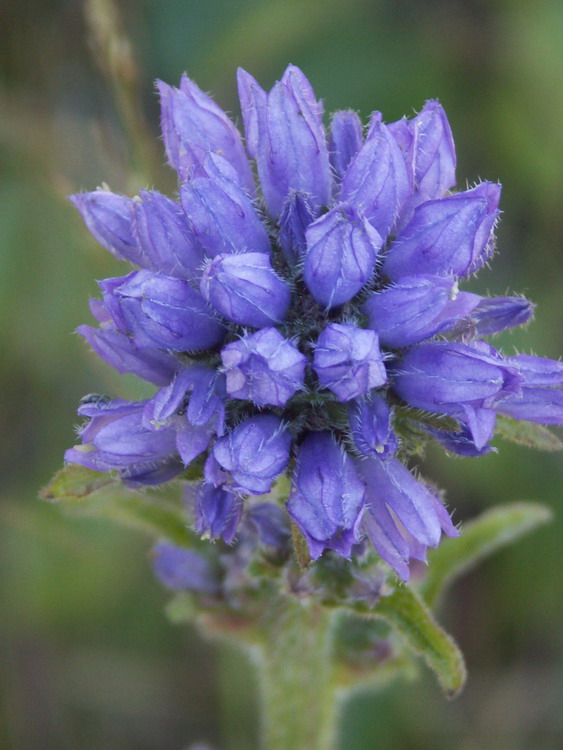 Image of Campanula cervicaria specimen.