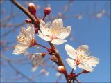 Prunus cerasifera