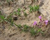 Thymus pallasianus