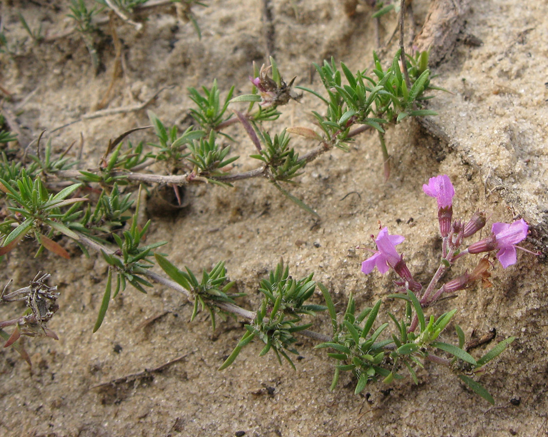 Изображение особи Thymus pallasianus.