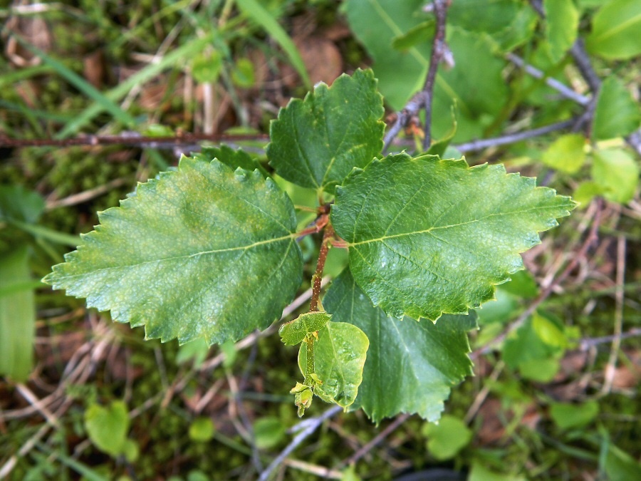 Image of genus Betula specimen.