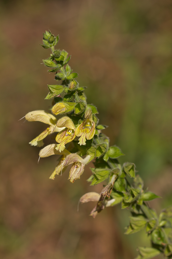 Изображение особи Salvia glutinosa.