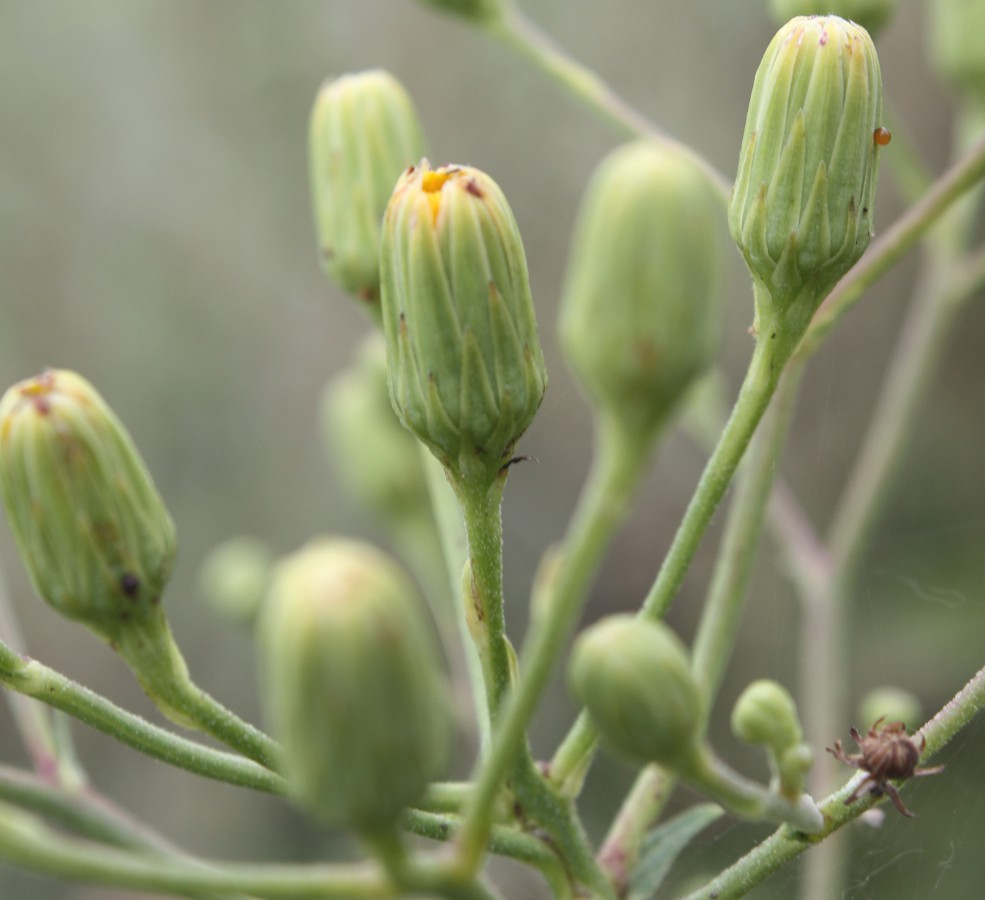 Изображение особи Hieracium virosum.