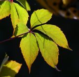 Parthenocissus quinquefolia. Лист (вид снизу). Московская обл., Раменский р-н, окр. дер. Хрипань, дачный участок. 23.09.2007.