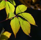 Parthenocissus quinquefolia