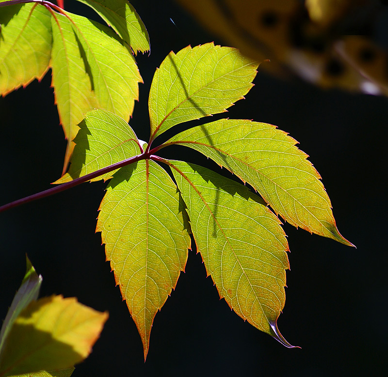 Изображение особи Parthenocissus quinquefolia.