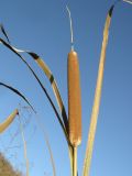 Typha × glauca