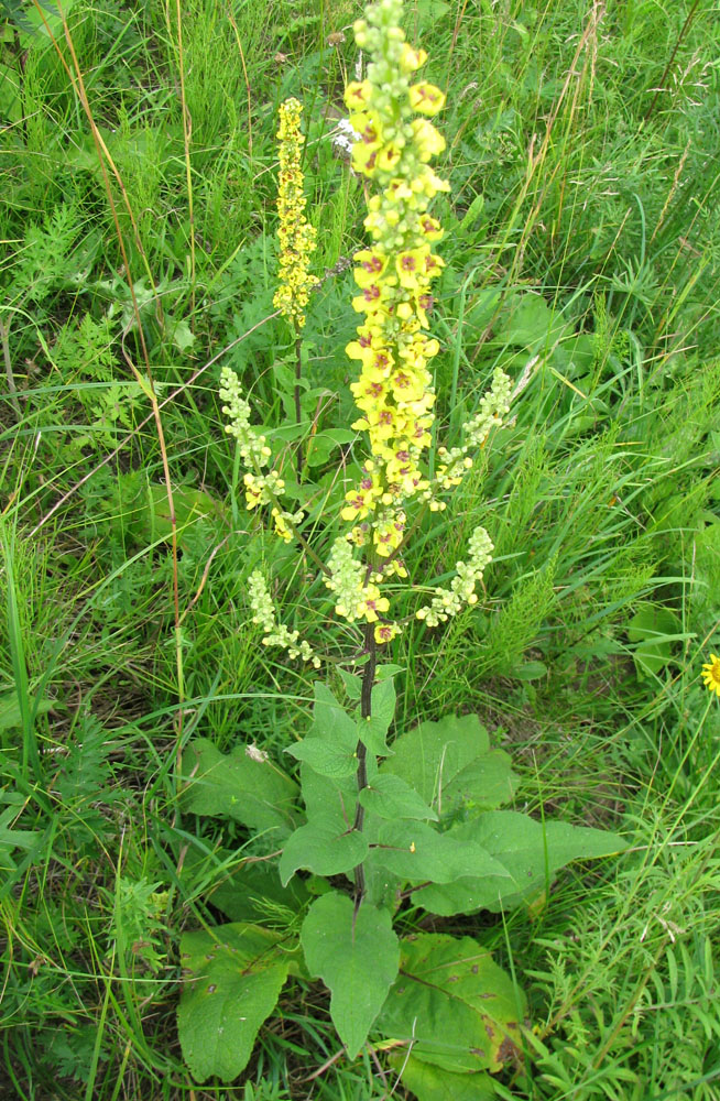 Изображение особи Verbascum nigrum.