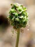 Poterium polygamum