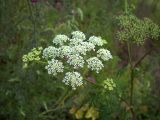 Conium maculatum. Соцветие. Курская обл., Железногорский р-н, окр. ст. Мицень. 22 июля 2007 г.