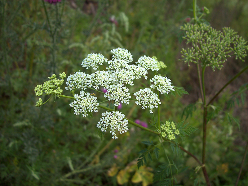 Изображение особи Conium maculatum.