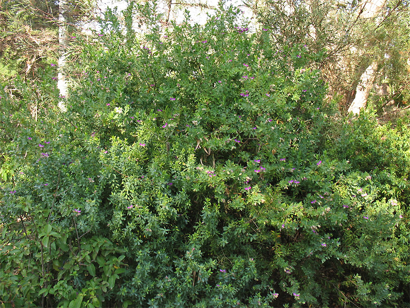 Image of Polygala myrtifolia specimen.