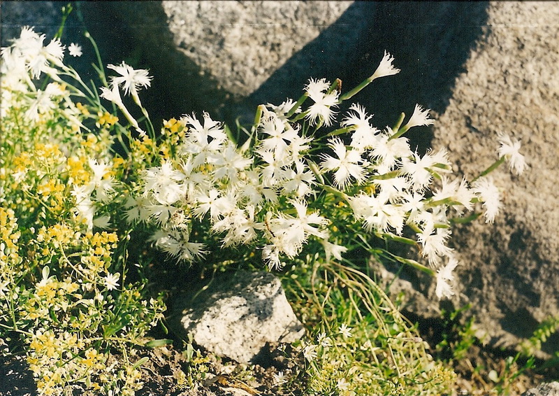 Image of Dianthus acicularis specimen.