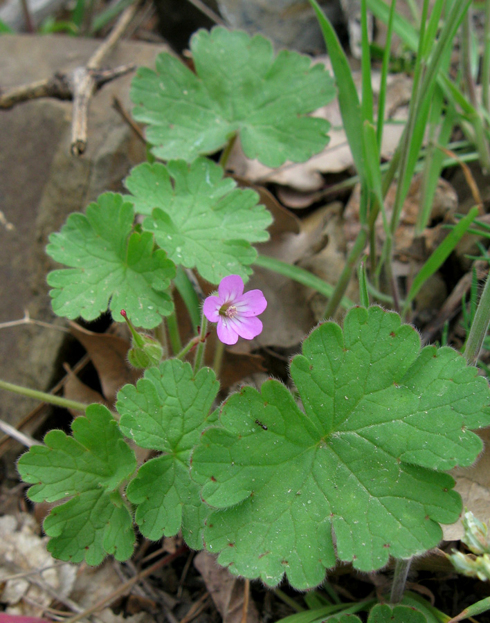 Image of Geranium rotundifolium specimen.