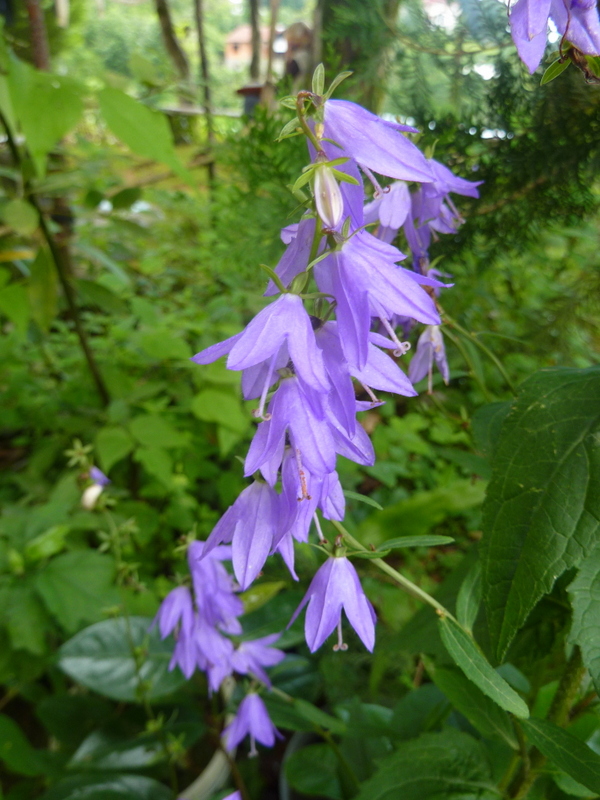 Изображение особи Campanula rapunculoides.