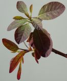 Cotinus coggygria. Молодые побеги (краснолистный культивар). Германия, г. Кемпен, в культуре. 12.05.2012.