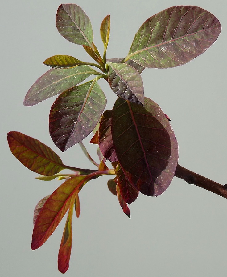 Image of Cotinus coggygria specimen.