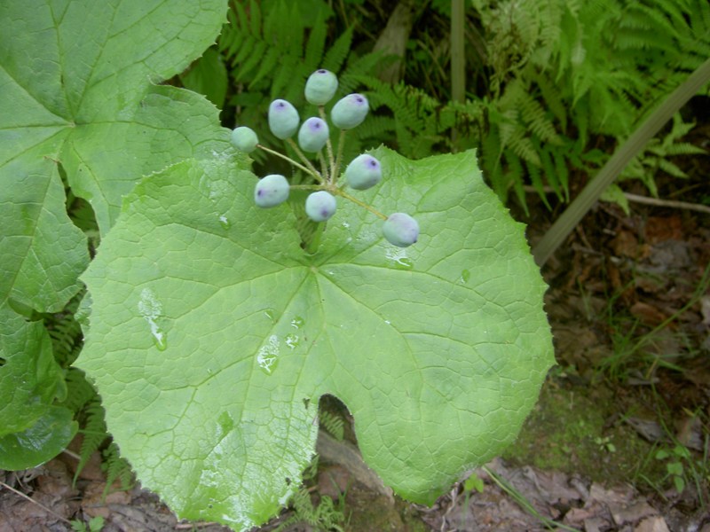 Image of Diphylleia grayi specimen.