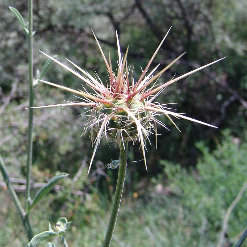 Изображение особи Centaurea sosnovskyi.