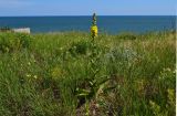 Verbascum phlomoides