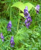 Aconitum ambiguum