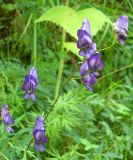 Aconitum ambiguum