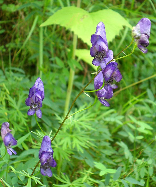 Изображение особи Aconitum ambiguum.