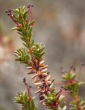 Empetrum hermaphroditum. Цветущий побег. Окрестности Мурманска, начало июня.